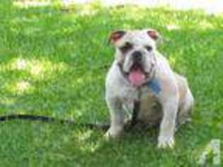 Bulldog Puppy for sale in DINUBA, CA, USA