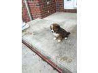 Mutt Puppy for sale in Friend, NE, USA