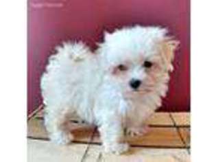 Maltese Puppy for sale in Peru, IN, USA