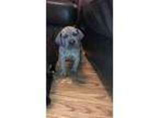 Great Dane Puppy for sale in Laurel Fork, VA, USA