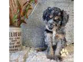 Mutt Puppy for sale in Yoder, CO, USA
