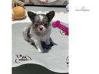 Chihuahua Puppy for sale in Greenville, SC, USA