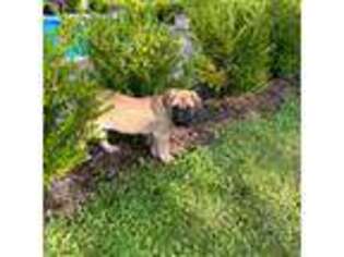 Mastiff Puppy for sale in Unknown, , USA
