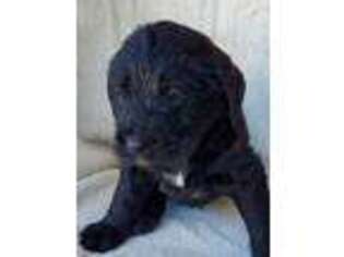 Labradoodle Puppy for sale in Ionia, IA, USA