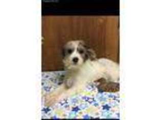 Biewer Terrier Puppy for sale in Valdosta, GA, USA