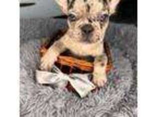 French Bulldog Puppy for sale in Saint Augustine, FL, USA