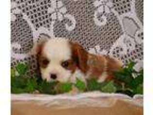 Cavalier King Charles Spaniel Puppy for sale in Scottville, MI, USA