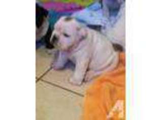 Bulldog Puppy for sale in FLINT, TX, USA