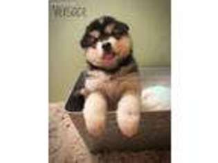 Alaskan Malamute Puppy for sale in Belton, MO, USA