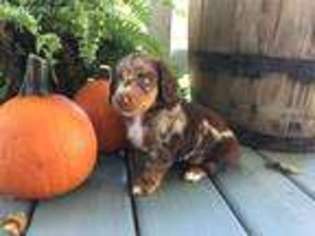 Dachshund Puppy for sale in Bruner, MO, USA