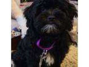Shih-Poo Puppy for sale in Athens, GA, USA