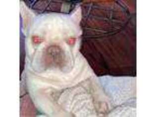 French Bulldog Puppy for sale in Gulf Breeze, FL, USA