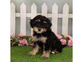 Mutt Puppy for sale in Schererville, IN, USA