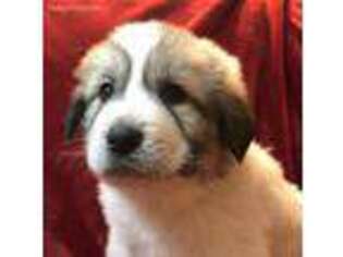 Great Pyrenees Puppy for sale in Kennard, NE, USA