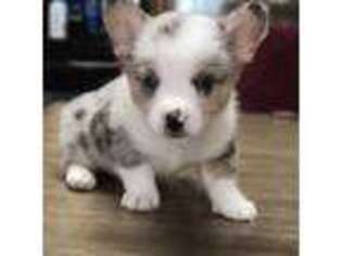 Pembroke Welsh Corgi Puppy for sale in Scranton, PA, USA