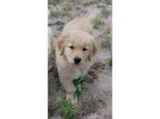 Golden Retriever Puppy for sale in Colorado Springs, CO, USA
