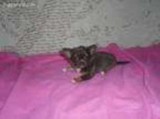 Chihuahua Puppy for sale in Berryville, AR, USA