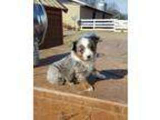 Miniature Australian Shepherd Puppy for sale in Whitesboro, OK, USA