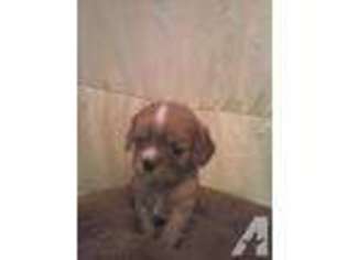 Cavalier King Charles Spaniel Puppy for sale in OAKMAN, AL, USA