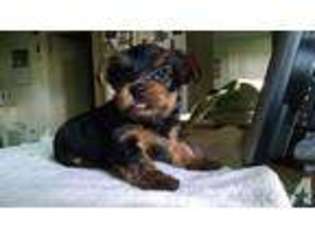 Yorkshire Terrier Puppy for sale in LYNDONVILLE, VT, USA