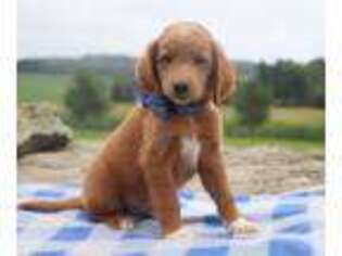 Goldendoodle Puppy for sale in Dover, OH, USA
