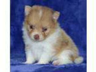 Pomeranian Puppy for sale in Lamar, MO, USA