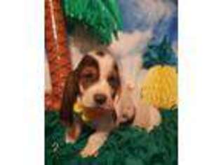 Basset Hound Puppy for sale in Coweta, OK, USA