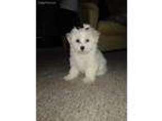 Maltese Puppy for sale in Oldsmar, FL, USA