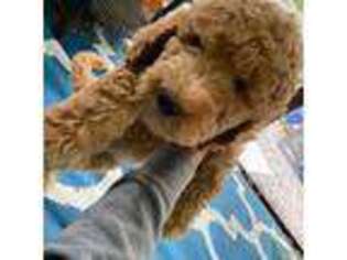 Goldendoodle Puppy for sale in Southbridge, MA, USA