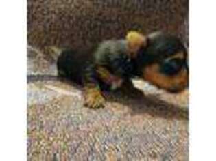 Yorkshire Terrier Puppy for sale in Arcadia, FL, USA
