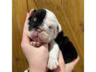 Bulldog Puppy for sale in Mountain Grove, MO, USA