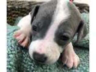 Italian Greyhound Puppy for sale in Blue Ridge, TX, USA