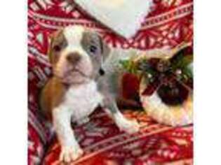 Olde English Bulldogge Puppy for sale in Kearney, NE, USA
