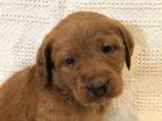 Labradoodle Puppy for sale in Gilbert, SC, USA
