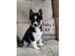 Siberian Husky Puppy for sale in Pilot Mountain, NC, USA