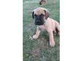 Mastiff Puppy for sale in Detroit Lakes, MN, USA