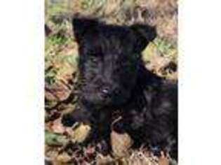 Scottish Terrier Puppy for sale in Herington, KS, USA