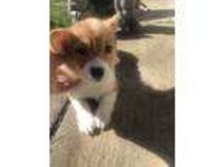 Pembroke Welsh Corgi Puppy for sale in Vacaville, CA, USA