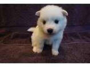American Eskimo Dog Puppy for sale in Houston, TX, USA