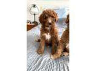 Goldendoodle Puppy for sale in Schofield, WI, USA