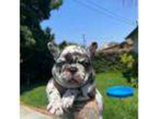French Bulldog Puppy for sale in Baldwin Park, CA, USA