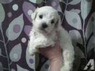 Maltese Puppy for sale in AVOCA, MI, USA