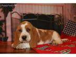 Basset Hound Puppy for sale in New London, IA, USA