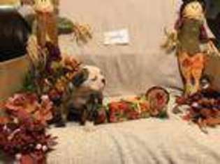 Bulldog Puppy for sale in Bloomfield, MO, USA