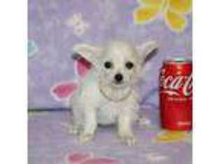 Mutt Puppy for sale in Sabillasville, MD, USA