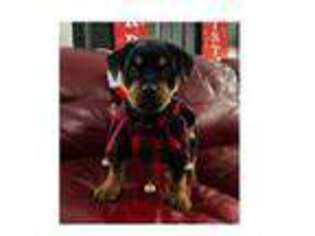 Rottweiler Puppy for sale in Harmony, ME, USA