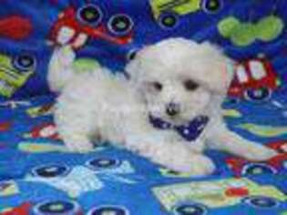 Maltese Puppy for sale in Brashear, TX, USA