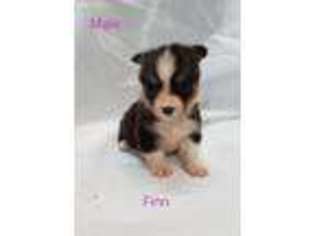 Pembroke Welsh Corgi Puppy for sale in Sperry, IA, USA
