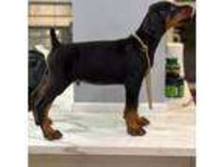 Doberman Pinscher Puppy for sale in Brooklyn, NY, USA