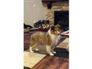 Shetland Sheepdog Puppy for sale in Muscatine, IA, USA